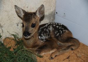 BAKAN EROĞLU: “YABAN HAYATINI KORUMAK VAZİFEMİZDİR”