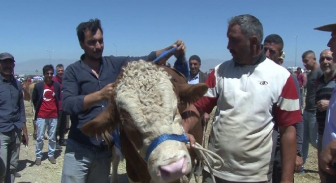 1.5 tonluk boğa 28 bin TL'den alıcı bekliyor