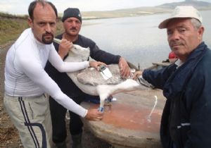 TEPELİ PELİKANLAR UYDUDAN İZLENECEK