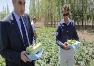 SEBZE BAHÇELERİ PROJESİNDE HASAT ZAMANI