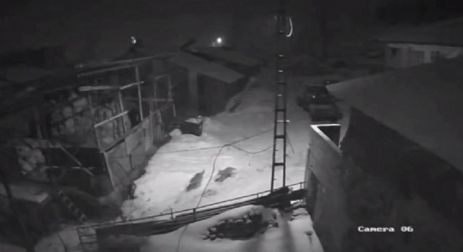 Aç kurtlar Zeyrek'e indi