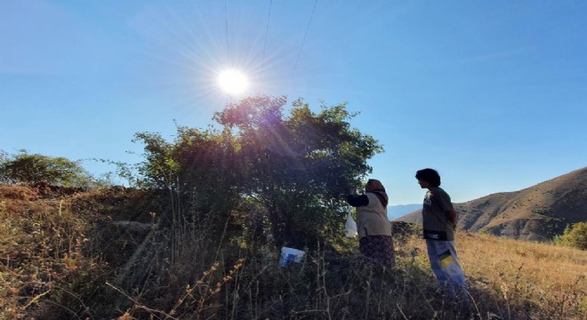Daldan kavanoza kuşburnunun hikayesi
