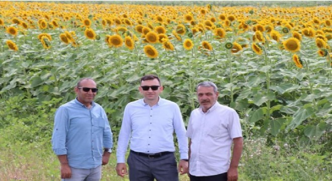Doğu Anadolu'da ayçiçeği hasadı başladı