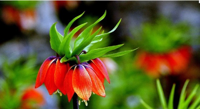 Doğu'da Ters Lale görsel şöleni