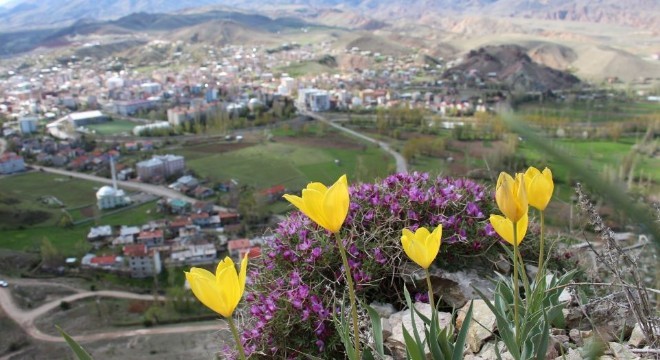 Oltu dağları çiçeklerle bezendi
