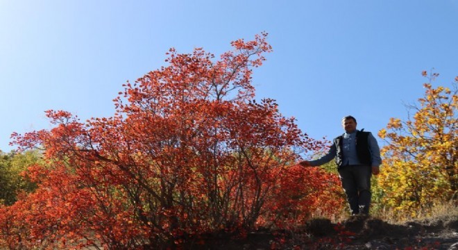 Oltu doğasında renk skalası