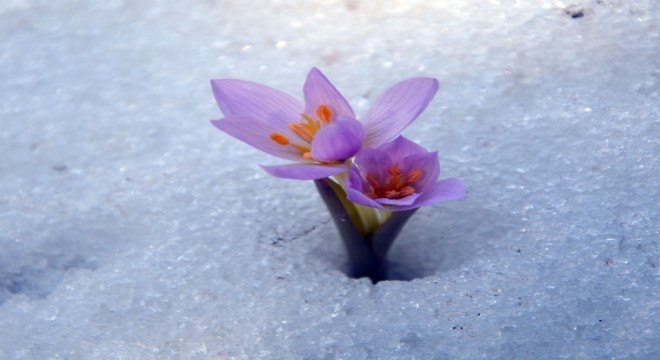 Palandöken kardelenlerle bezendi