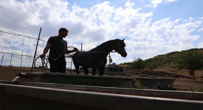Rahvan atların yolculuğu
