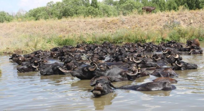 Söğütlü'de belgesellik görüntü