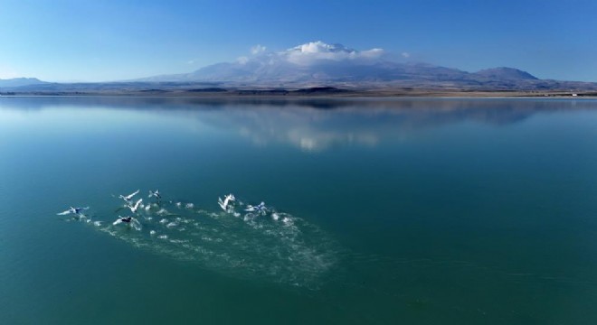 Süphan Dağı manzarasında kuğu dansı