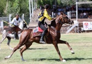 Ciritte Ahlat çıkarması