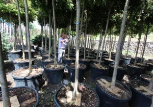 Büyükşehir'de ağaçlandırma yoğunluğu