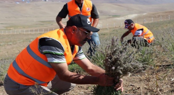 Çat'ta lavanta hasadı yapıldı