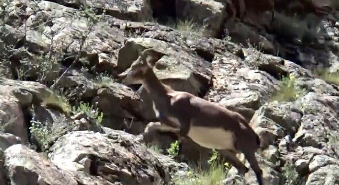 İspir'de yaban hayatı görseli
